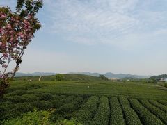 -龙坞茶村