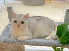 -COLOR PETS 撸猫馆·购猫·猫咖(长风大悦城店)