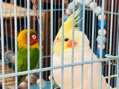 -丽江庭院之爱在路上(西单店)