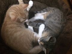 -芭比堂宠物医院·全科爱猫医院·仁德分院