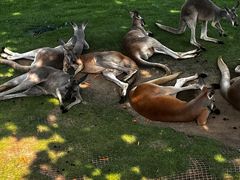 -西霞口神雕山野生动物世界