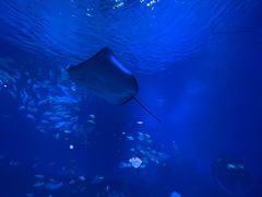 -烟台海昌鲸鲨海洋公园