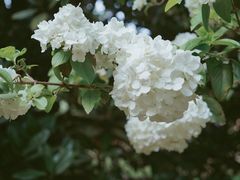 -上海滨江森林公园
