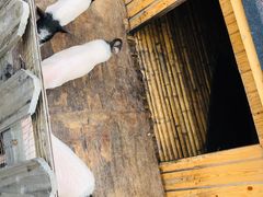 -上海崇明金茂凯悦酒店