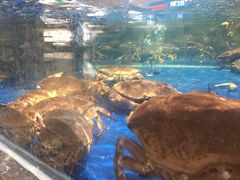 -盒马鲜生(莱蒙都会店)