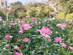 -人民公园(罗湖区)