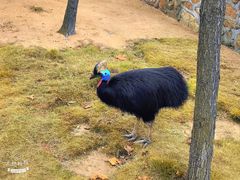-西霞口神雕山野生动物世界