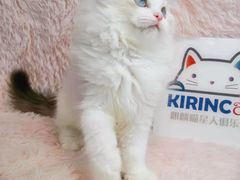 -十年猫舍·猫咪专门店(普陀店)