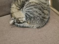 -猫的天空之城概念书店(杭州南宋御街店)