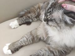 -怪兽屋·羊驼·猫咖·狗咖(俊华广场店)