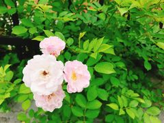 -白塘生态植物园