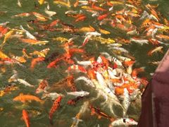 iphone_upload_pic-苏苑饭店-中餐厅(长桥地区店)