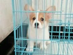 -1013 PET SHOP 宠物商店(近铁城市广场店)