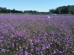 -北京东方普罗旺斯薰衣草庄园