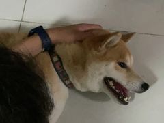 -柴迷FANS CLUB·柴犬狗咖·猫咖