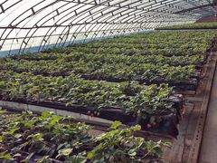 -甜心庄园·甜心草莓采摘园(西青中北店)