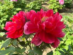 -合肥三国新城遗址公园