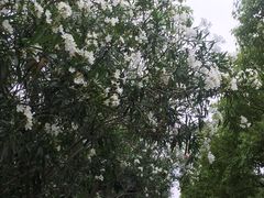 -荷塘月色湿地公园·向阳花洲