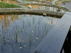 -活水公园