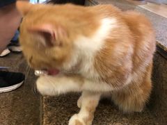 -more than meow吴止猫主题餐厅(承德 中船汇店)