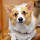 Infica Coffee 不仅咖啡好喝蛋糕好吃，氛围超棒
