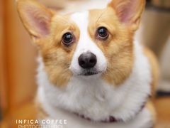 -Infica Coffee