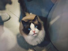 -Heymao猫咖.咖啡厅(东门店)