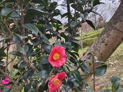 -桃花涧