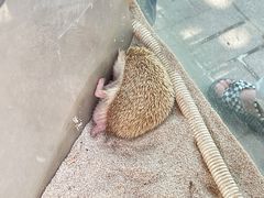 -广州长隆飞鸟乐园