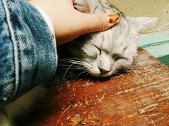 -猫咪博物馆(顶澳仔猫街店)