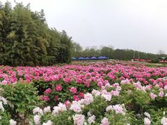 -洛阳市隋唐城遗址植物园