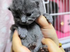 -三花喵·撸猫购宠·宠物生活馆(虹桥南丰城店)