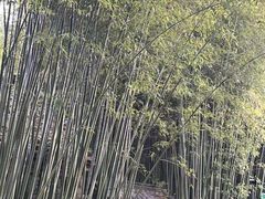 -竹泉村旅游度假区