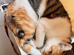 -Again Coffee Roaster(香蜜湖店)