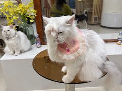 -共舞时光猫咖·狗咖(新街口店)