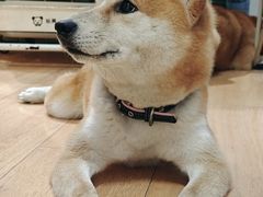 -是阿柴呀！柴犬咖啡·爱喵喵猫咖