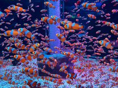 -海合安成都极地海洋公园
