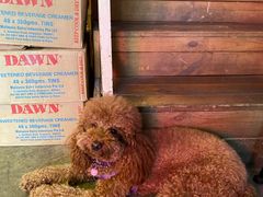 -半坡九号老挝冰咖啡