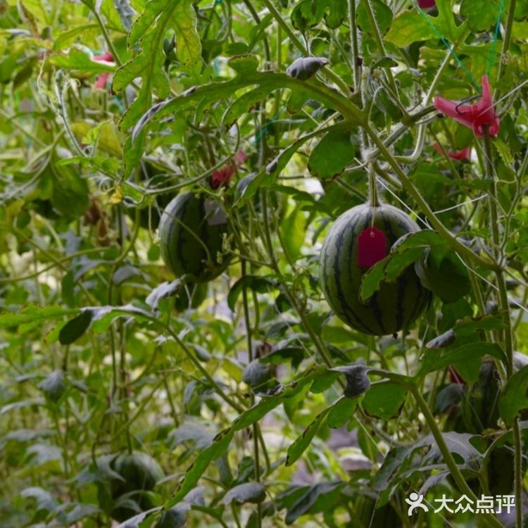 纯天然绿色~夏日带娃一起摘水果啦!
