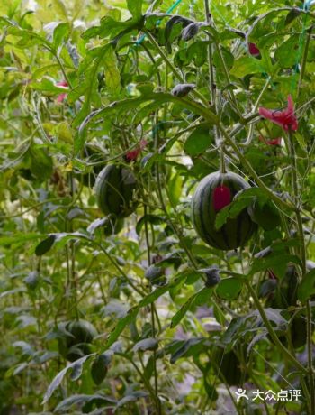 纯天然绿色～夏日带娃一起摘水果啦！