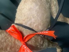 -宠物家(大兴旧宫店)