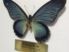 -上海昆虫博物馆