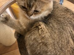 -有喵·猫咖·狗咖·30几只猫10只小狗(岗厦店)