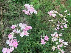 -宝瑞门钉肉饼店