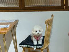 -沏点Trattoria意大利餐厅(新街口店)