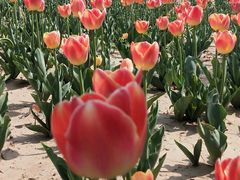 -咸阳湖景区-统一广场