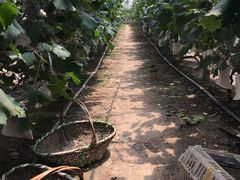 -马陆小张葡萄园农家乐