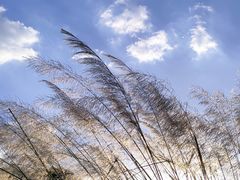 -上海吴淞炮台湾国家湿地公园