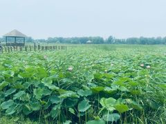 -西青郊野公园