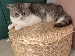 -猫儿山۰猫主题餐厅